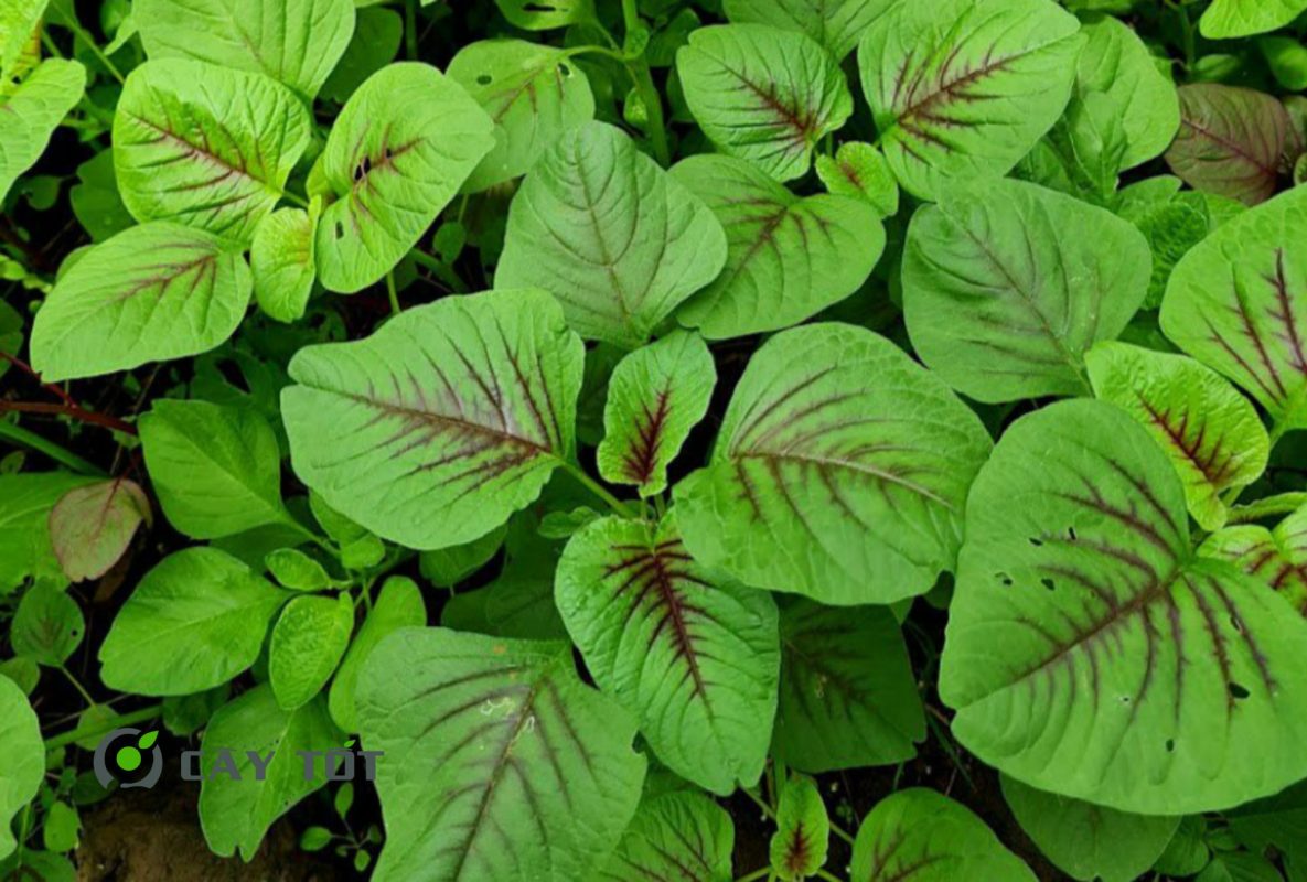 Hạt Giống Rau Dền Xanh Cao Sản