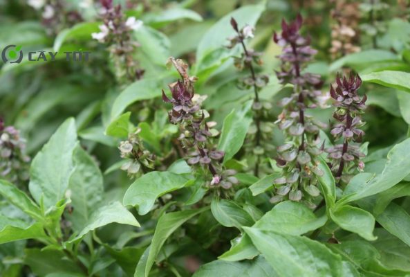 Hạt Giống Rau Húng Cây Tím