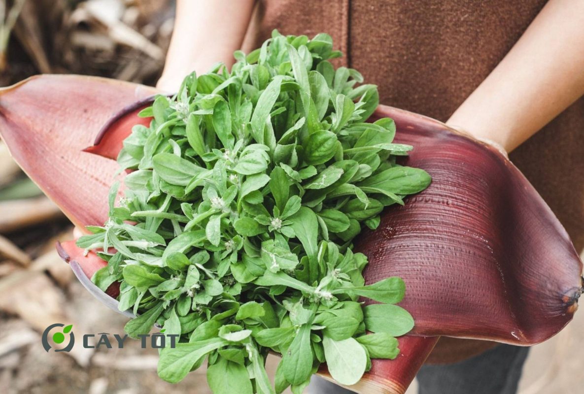 Hạt Giống Rau Khúc