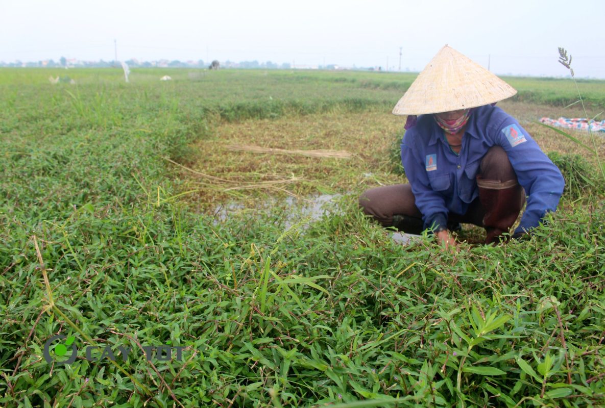 Hạt Giống Rau Lấp