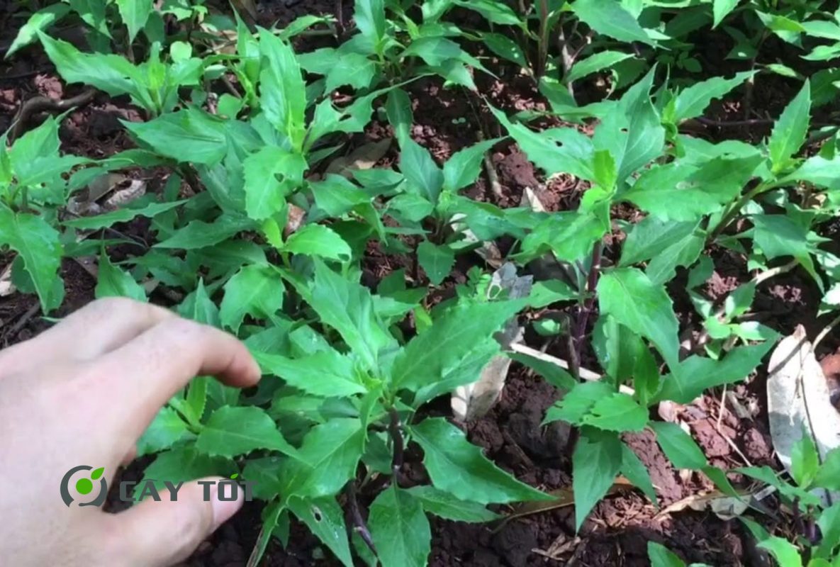 Hạt Giống Rau Lủi