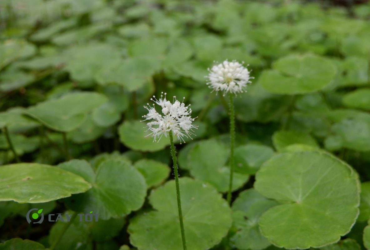 Hạt Giống Rau Má Baby