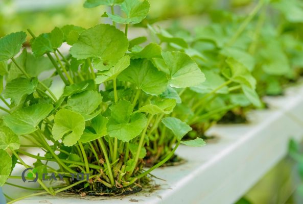 Hạt Giống Rau Má Dây