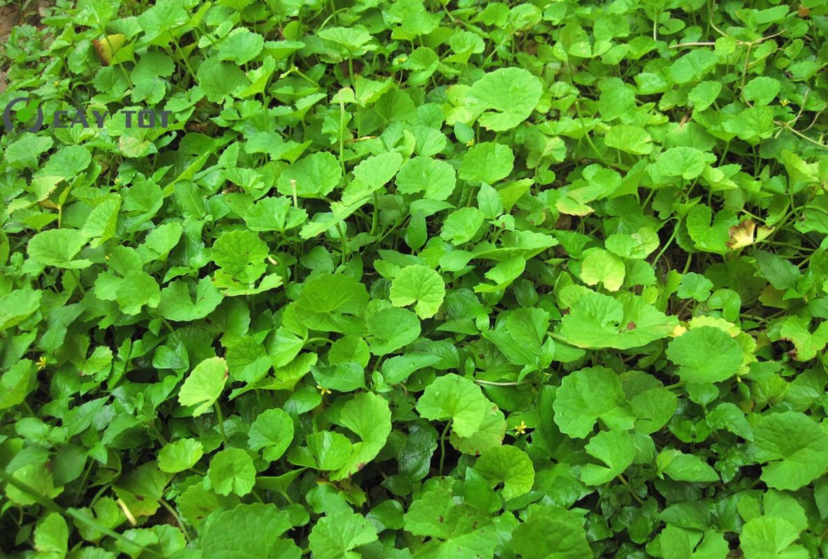 Hạt Giống Rau Má Nhỏ