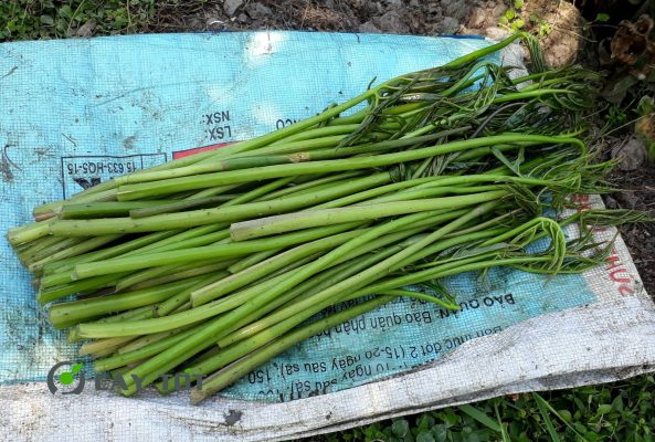 Hạt Giống Rau Móp