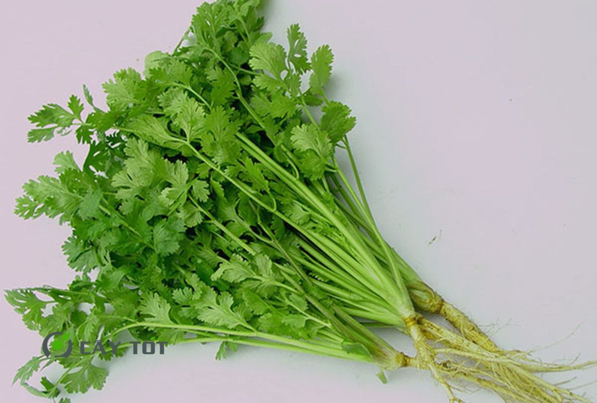 Hạt Giống Rau Mùi Nhật