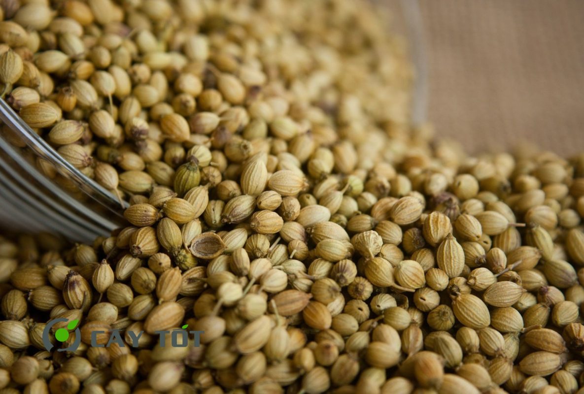 Hạt Giống Rau Mùi Ta