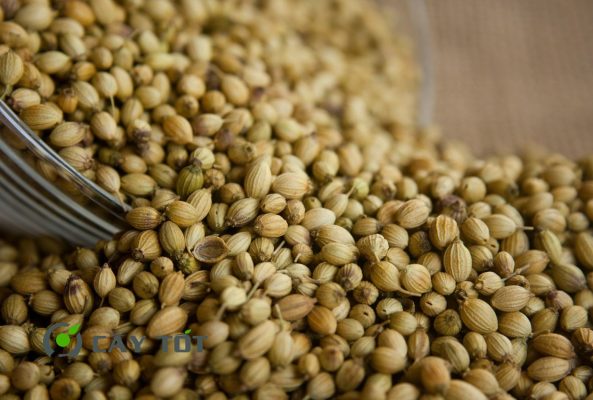 Hạt Giống Rau Mùi Ta