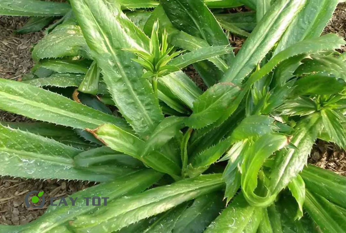 Hạt Giống Rau Mùi Tàu Thái