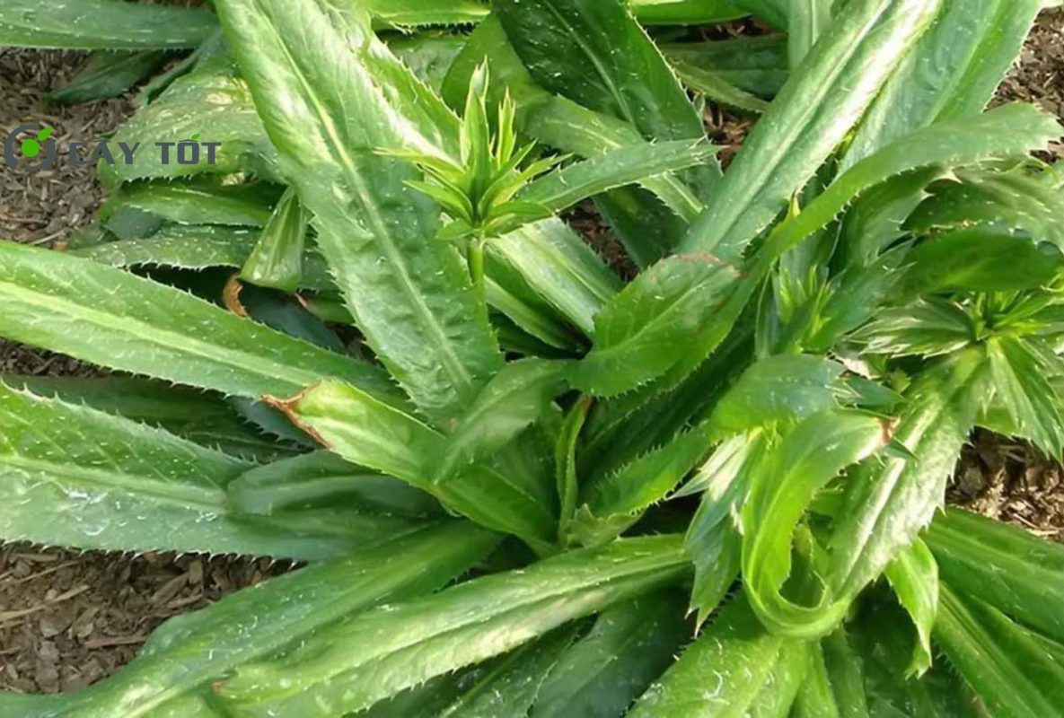 Hạt Giống Mùi Tàu Cao Sản