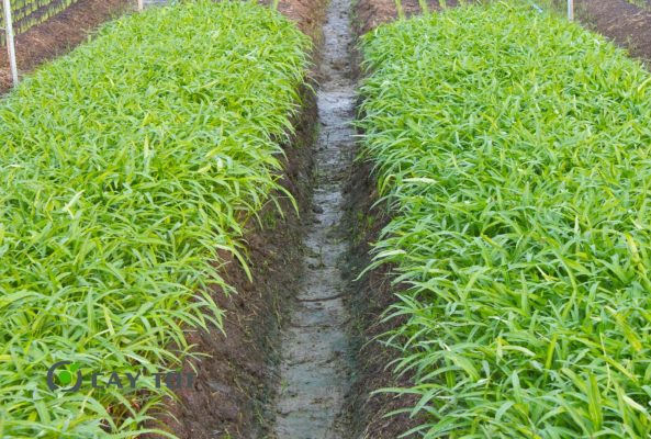 Hạt Giống Rau Muống Chịu Hạn