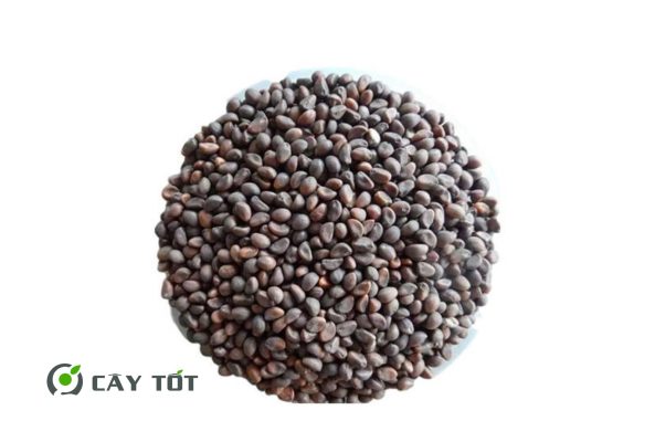 Hạt Giống Rau Muống Chịu Nhiệt