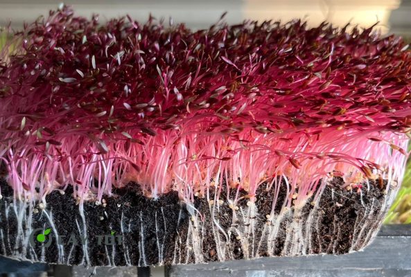 Hạt Giống Rau Muống Hồng