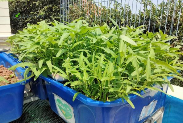 Hạt Giống Rau Muống Mỡ