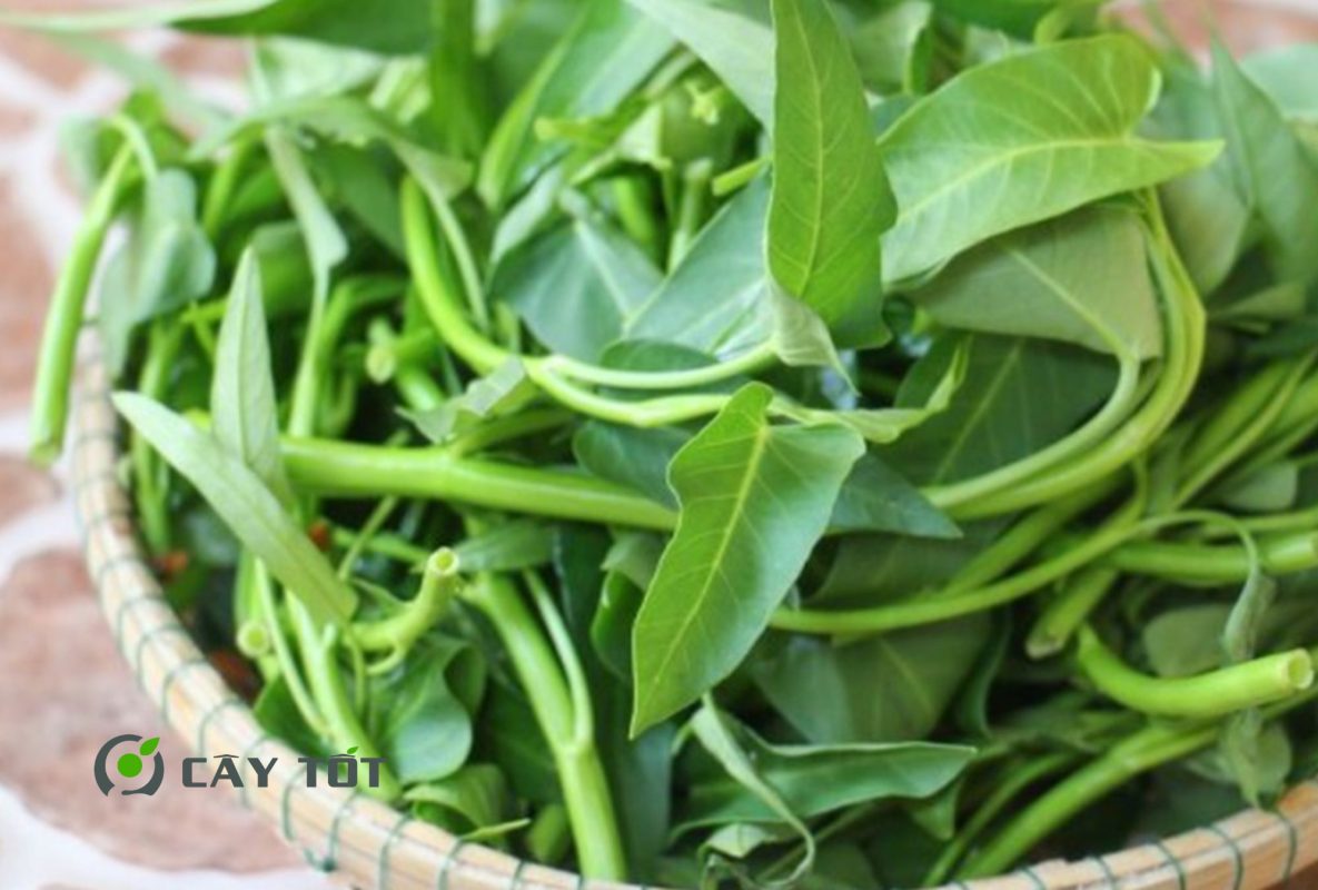 Hạt Giống Rau Muống Thân To