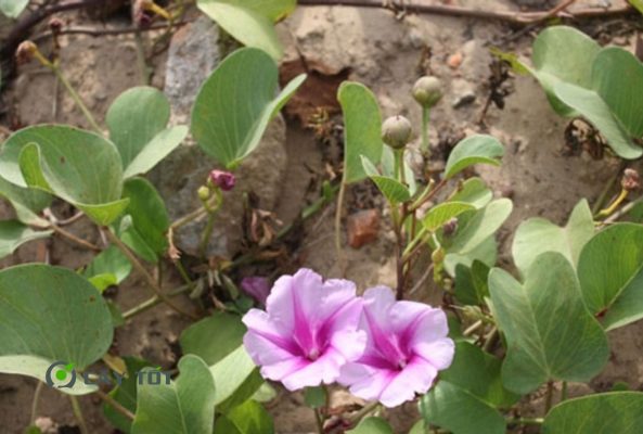 Hạt Giống Rau Muống Tím