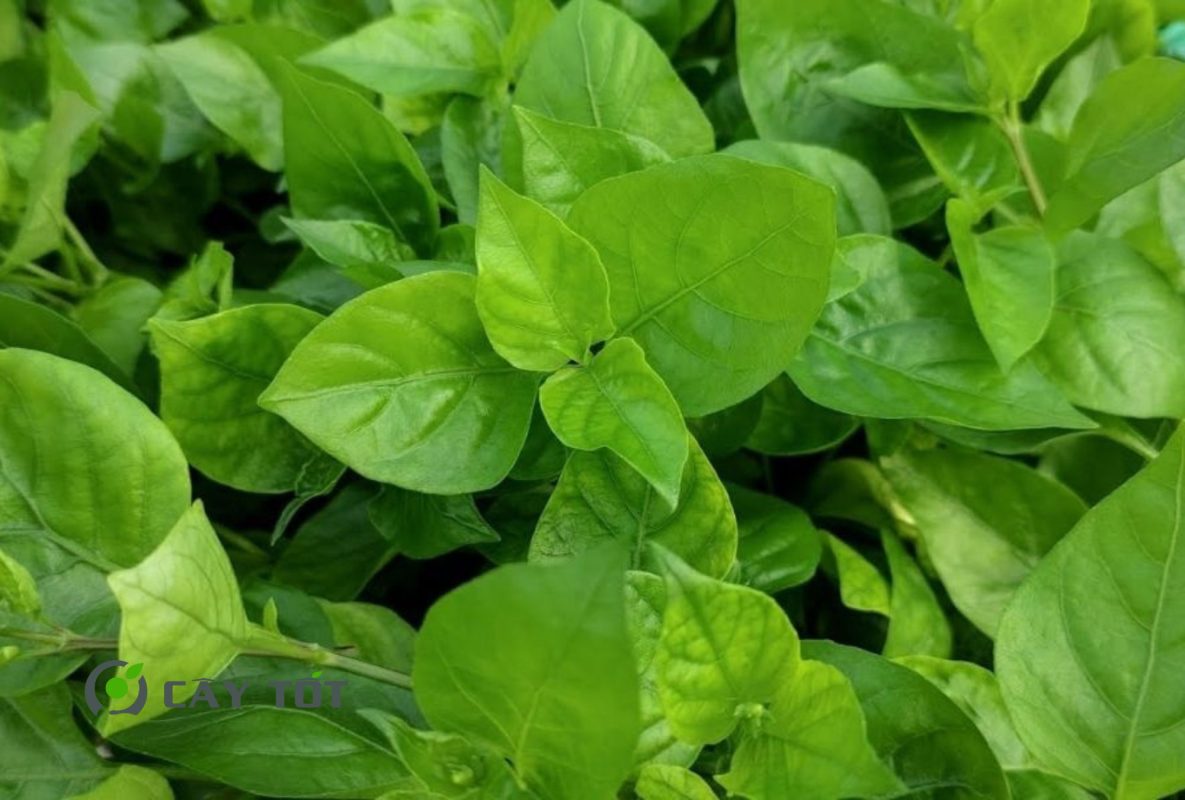 Hạt Giống Rau Ngót F1