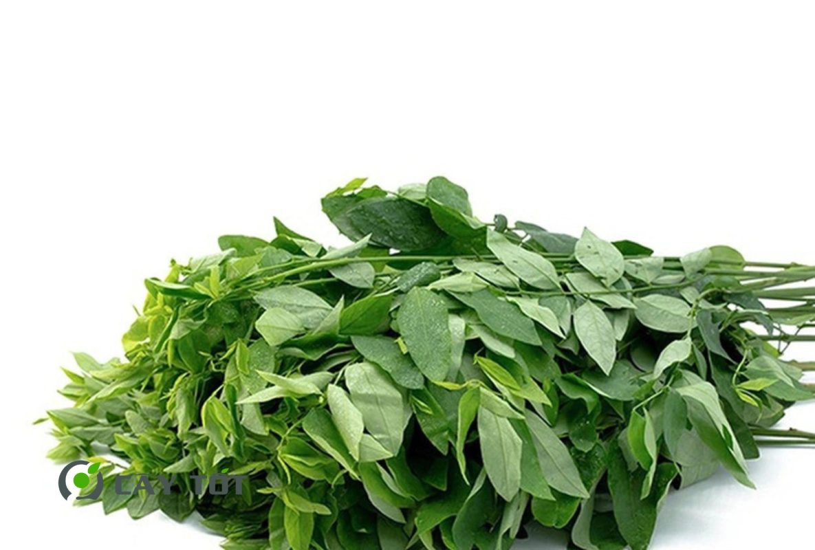 Hạt Giống Rau Ngót Cao Sản