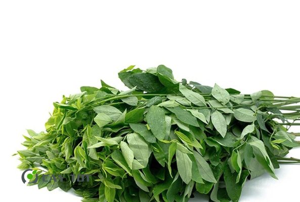 Hạt Giống Rau Ngót Cao Sản