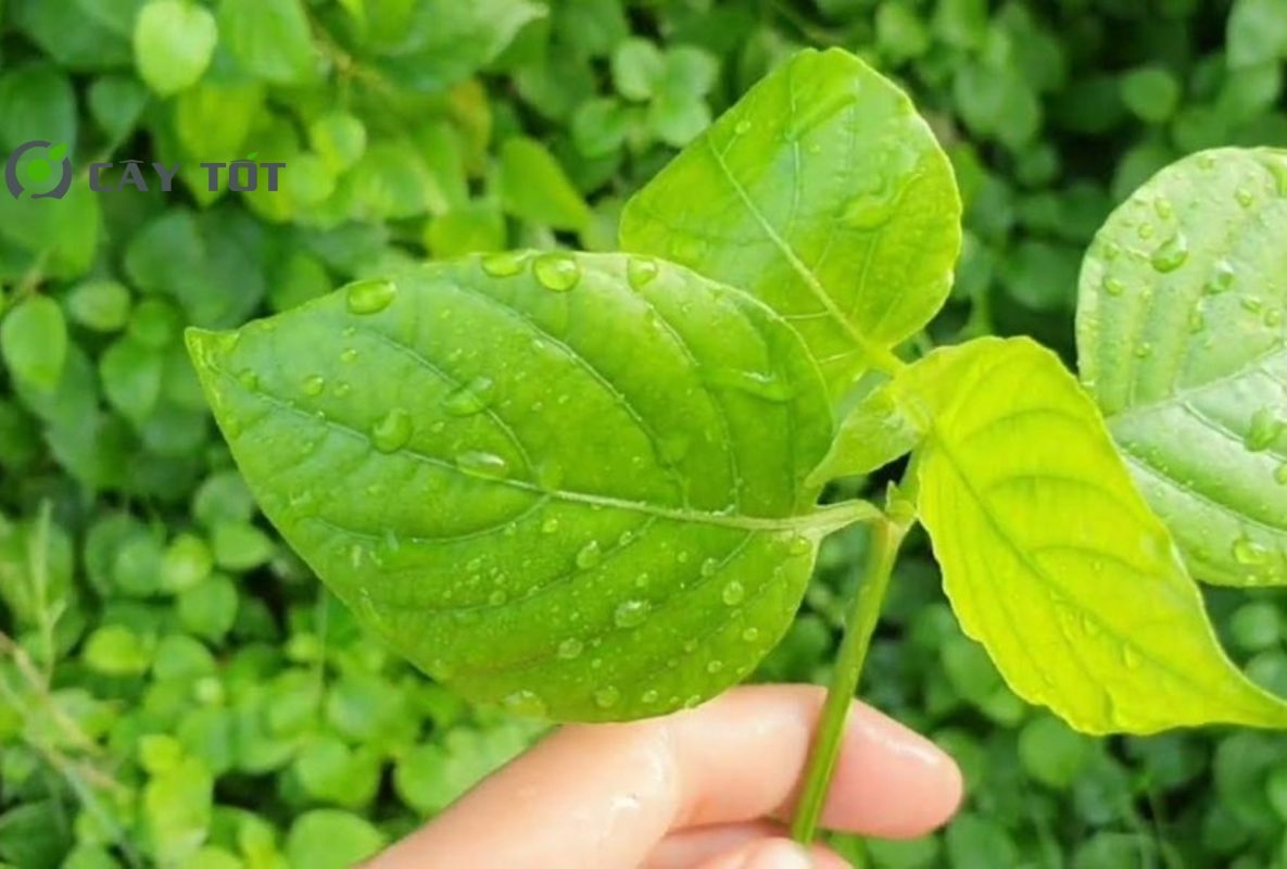 Hạt Giống Rau Ngót Tím