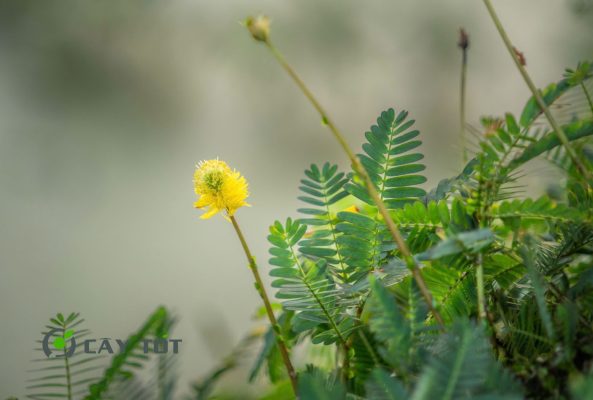 Hạt Giống Rau Nhút