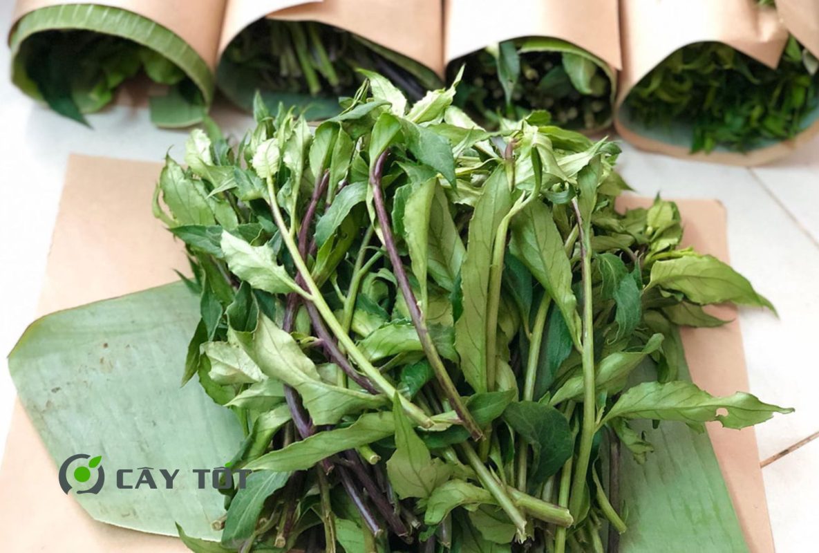 Hạt Giống Rau Rừng