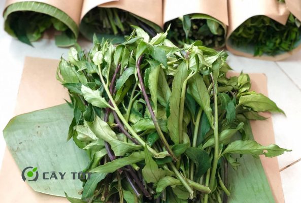 Hạt Giống Rau Rừng