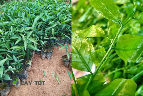 Hạt Giống Rau Sắng