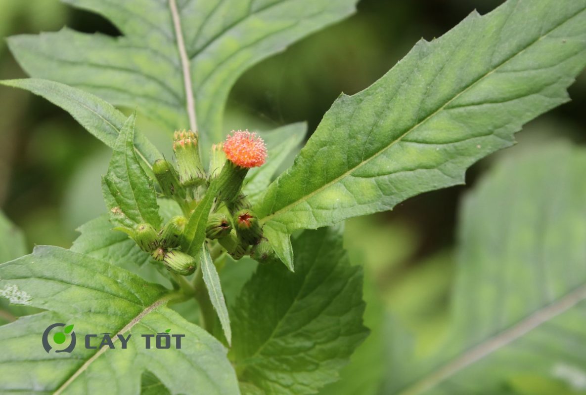 Hạt Giống Rau Tàu Bay