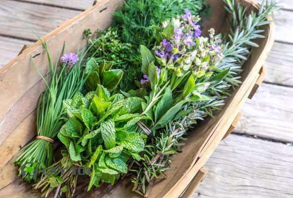 Hạt Giống Rau Thơm Tổng Hợp F1