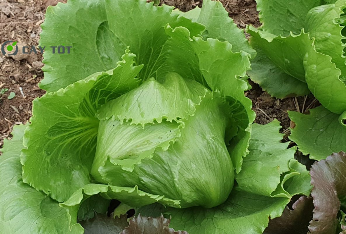 Hạt Giống Xà Lách Cuộn