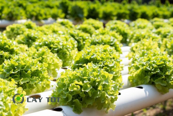 Hạt Giống Rau Xà Lách Đá