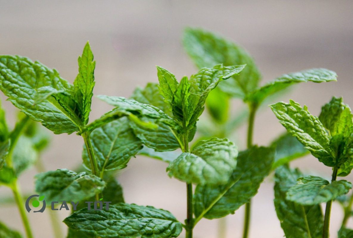 Hạt Giống Rau Húng Bạc Hà