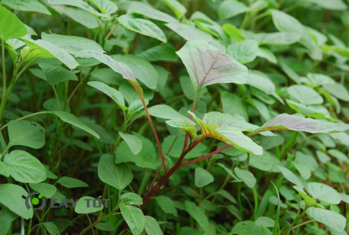 Hạt Giống Rau Tập Tàng Đỏ