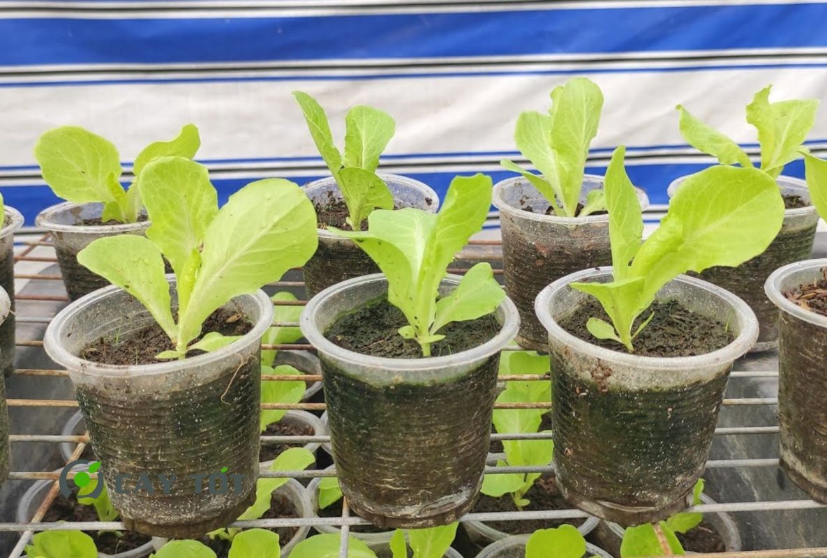 Hạt Giống Rau Xà Lách Mini