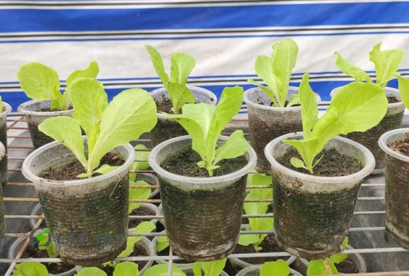 Hạt Giống Rau Xà Lách Mini