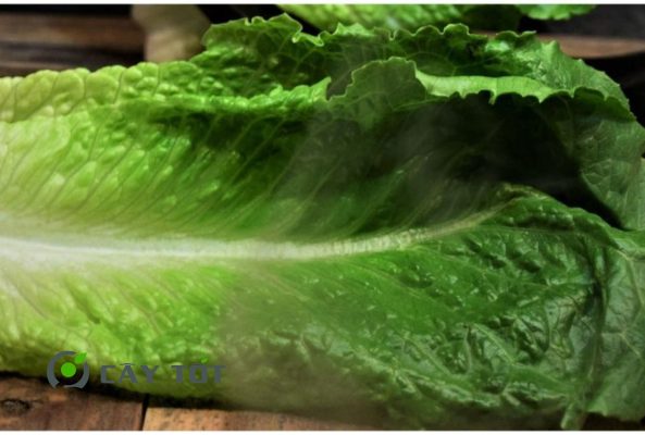 Hạt Giống Xà Lách Sừng