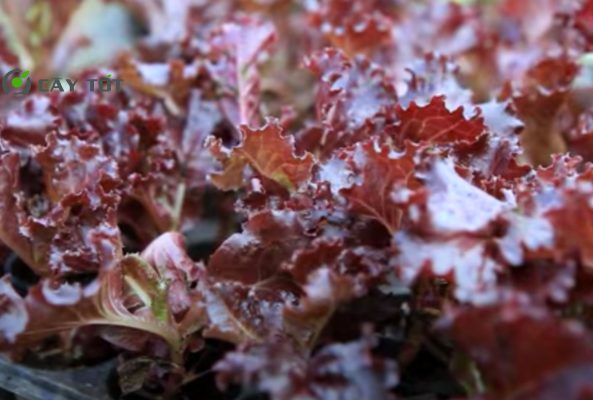 Hạt Giống Xà Lách Tím Xoăn