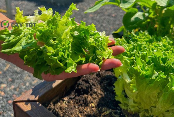 Hạt Giống Xà Lách Xanh Xoăn