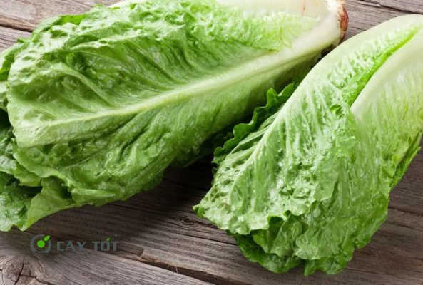 Hạt Giống Xà Lách Mỡ Đà Lạt