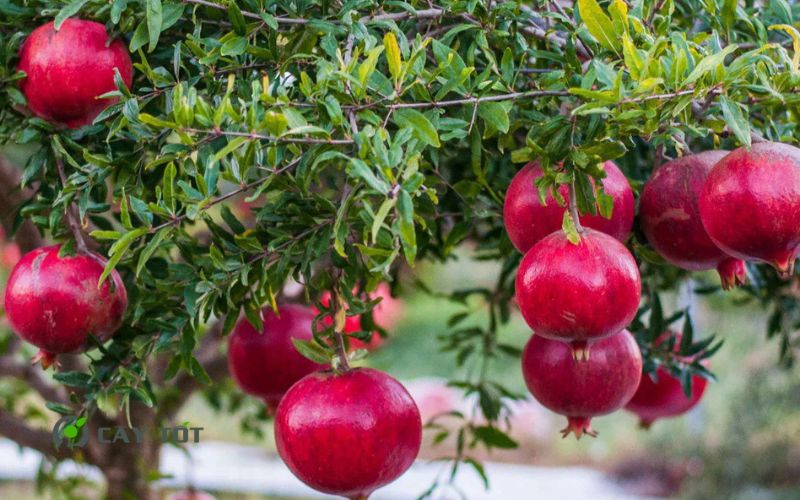 Cây Lựu Đỏ Lùn Ai Cập