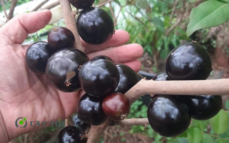 Cây Nho Thân Gỗ Tứ Quý