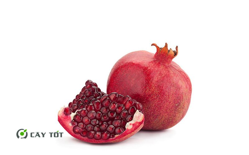 Cây Lựu Đỏ Lùn Ai Cập