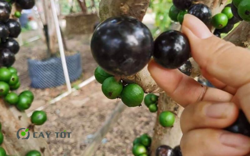 Cây Nho Thân Gỗ Tứ Quý