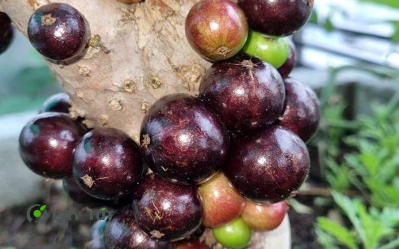 Cây Nho Thân Gỗ Tứ Quý