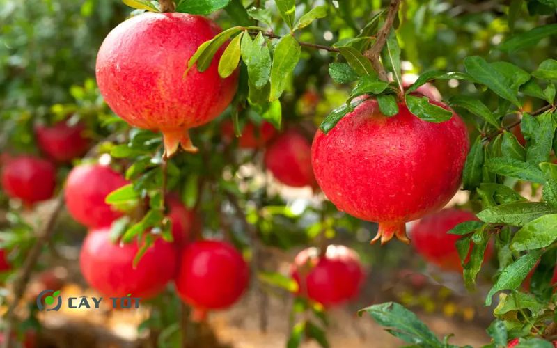 Cây Lựu Đỏ Lùn Ai Cập