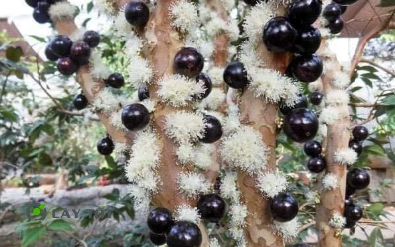 Cây Nho Thân Gỗ Tứ Quý