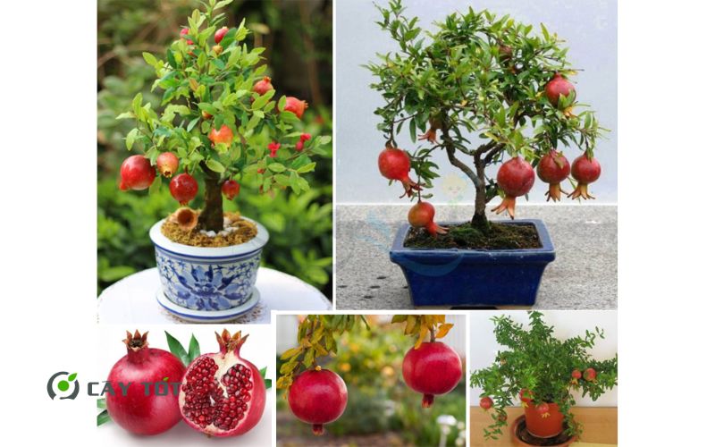 Cây Lựu Đỏ Lùn Ai Cập