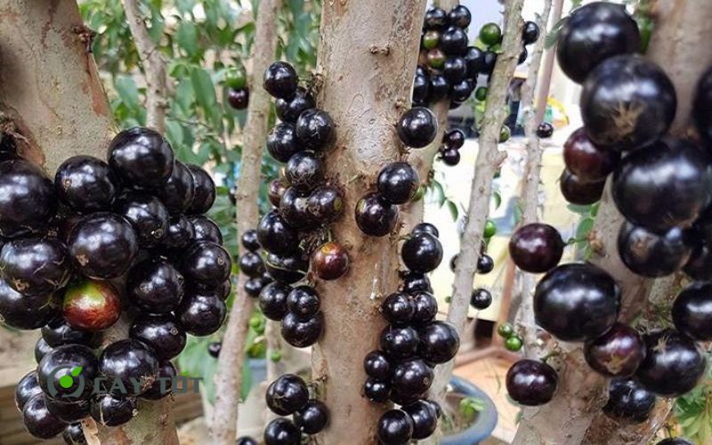 Cây Nho Thân Gỗ Tứ Quý