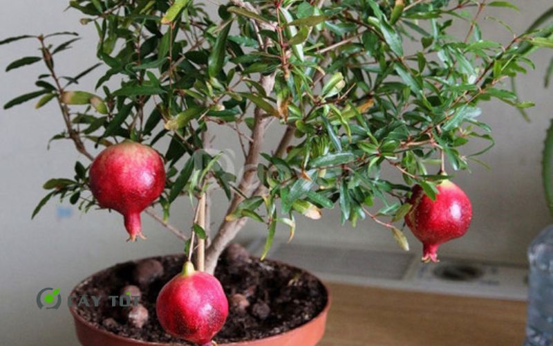 Cây Lựu Đỏ Lùn Ai Cập